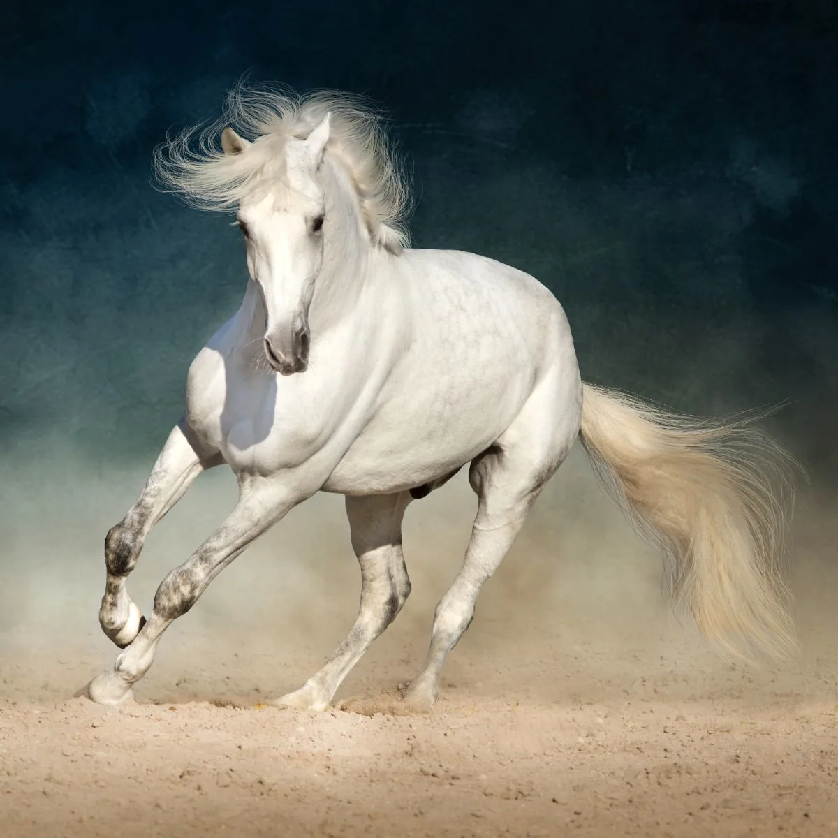 Ce înseamnă când visezi un cal alb