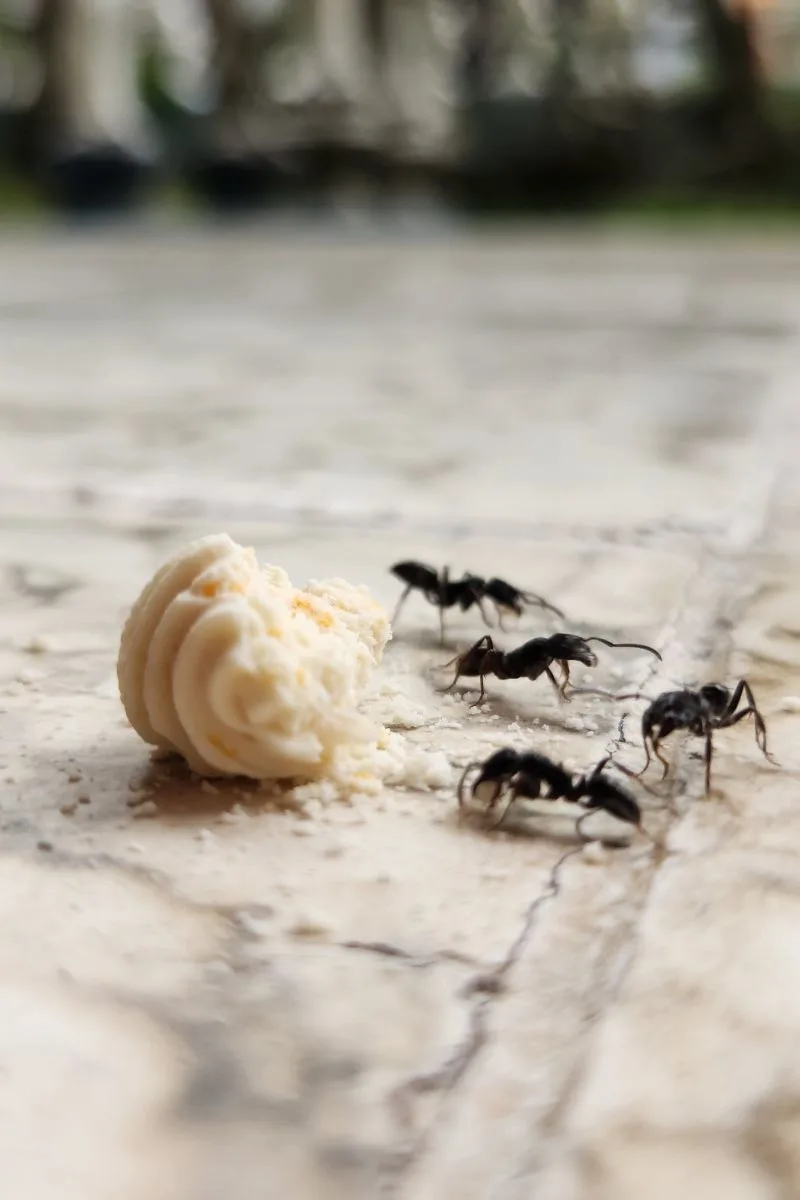 Ce înseamnă când visezi furnici negre