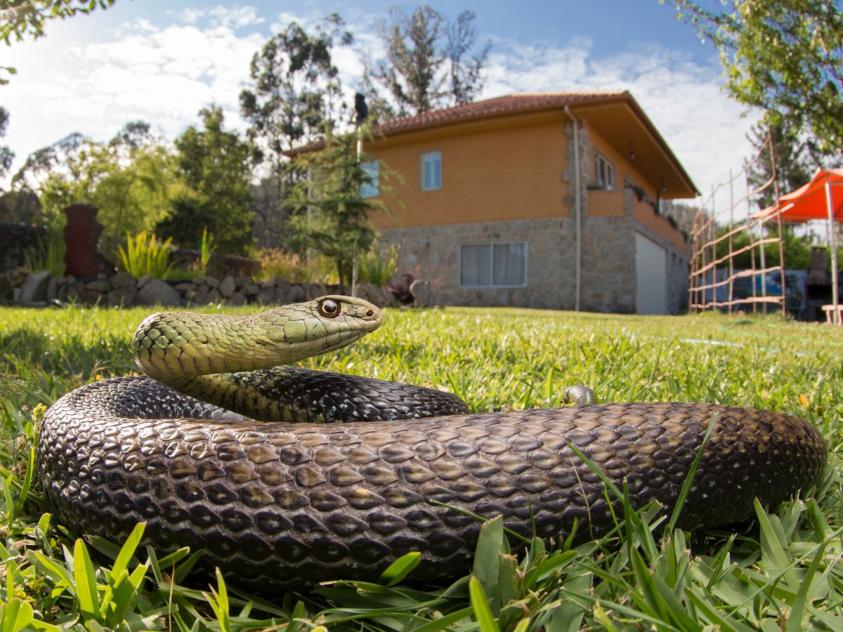Ce înseamnă când visezi șerpi în casă