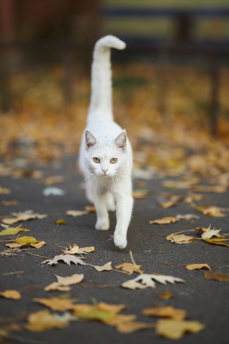 Ce înseamnă când visezi pisici albe