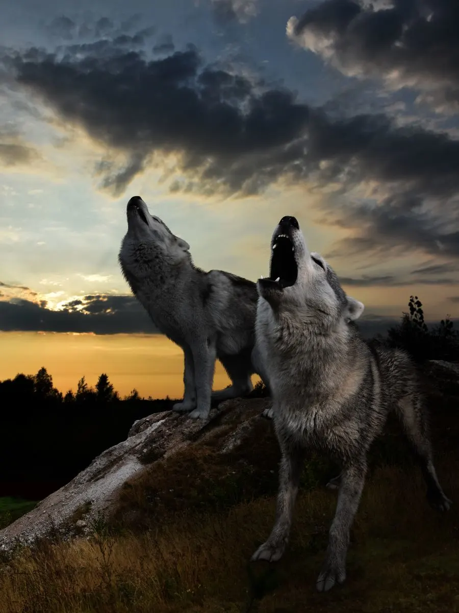 Ce înseamnă când visezi lupi care atacă