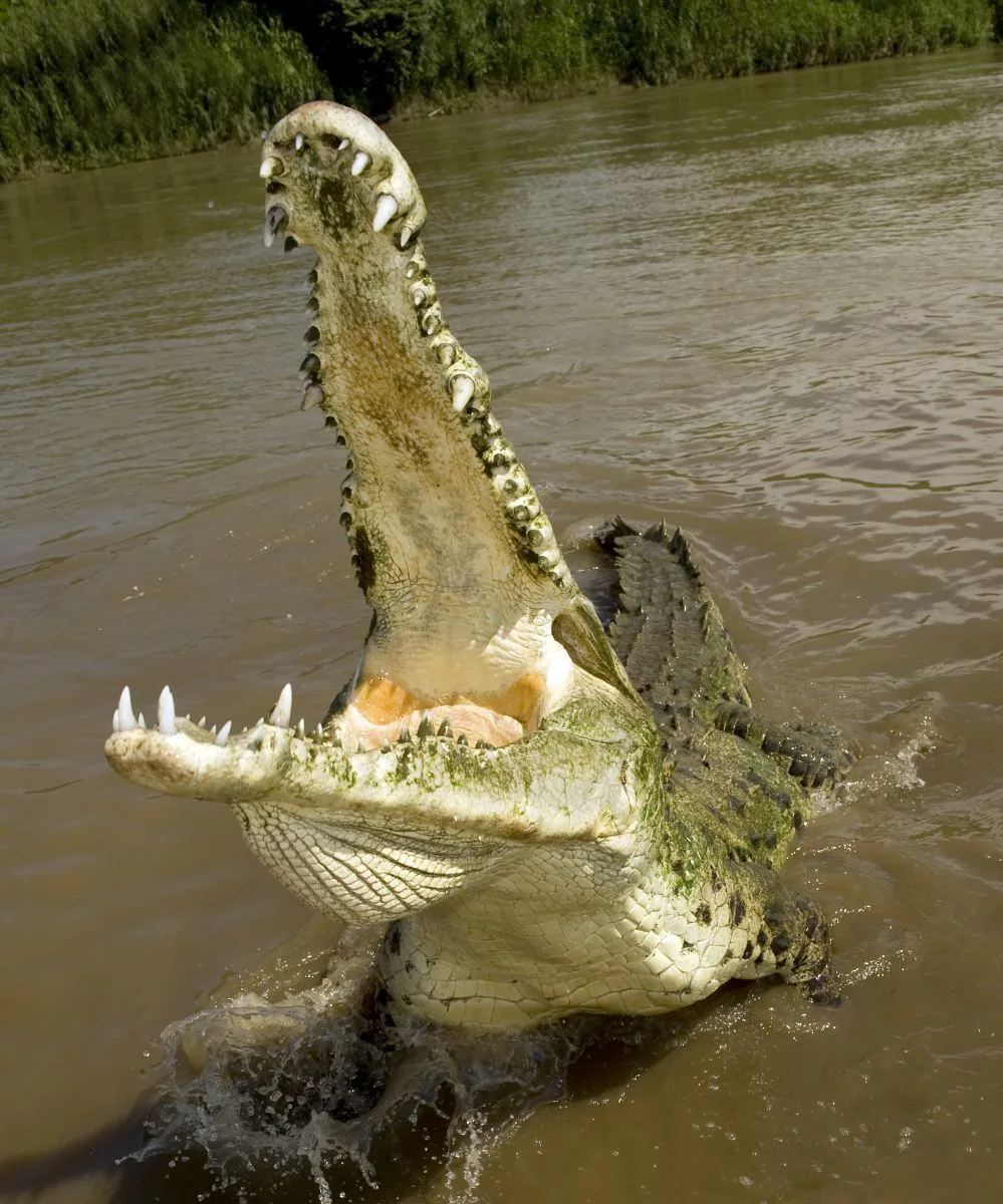 Crocodil in vis Ce inseamna cand visezi crocodil